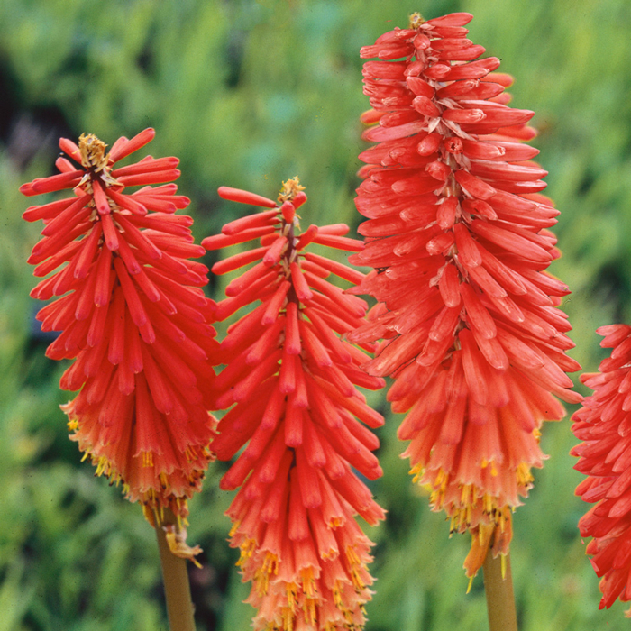 Kniphofia 'Nancy Red'