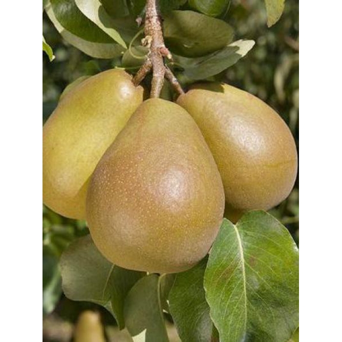 Hruška jesenná - Pyrus communis 'Hardy' - jesenná