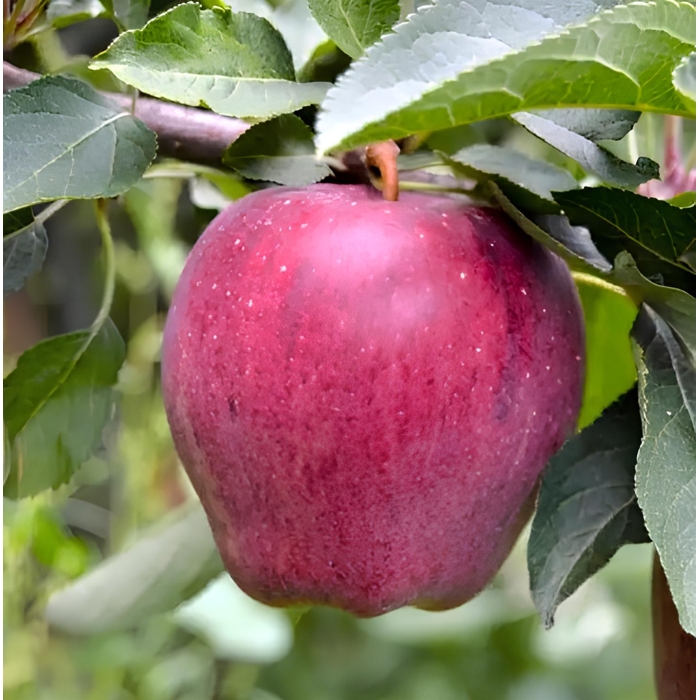 Jabloň zimná - Malus domestica 'Golden Delicious' - zimná Co7.5L