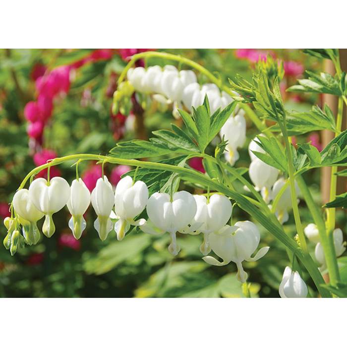 Srdcovka - Dicentra spectabilis ´Alba´