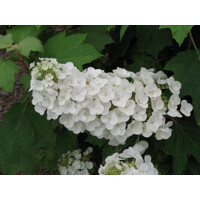 Hortenzia dubolistá -  Hydrangea quercifolia ´Alice´