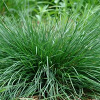 Metlica trsnatá - Deschampsia cespitosa 'Goldtau'