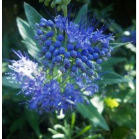 Caryopteris x clandonensis 'Inoveris' GRAND BLEU®  Co2,5L 20/30