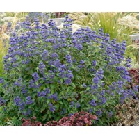 Caryopteris x clandonensis 'Inoveris' GRAND BLEU®  Co2,5L 20/30