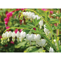 Srdcovka - Dicentra spectabilis ´Alba´