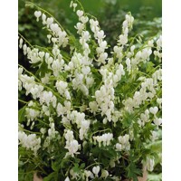 Srdcovka - Dicentra spectabilis ´Alba´